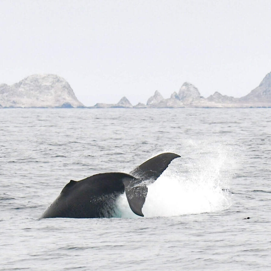 Humpback at Farallon Islands © michael pierson humpback whale at Farallon Islands