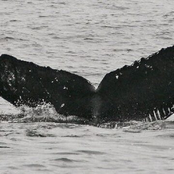 adopt-whale-crc-15939-web