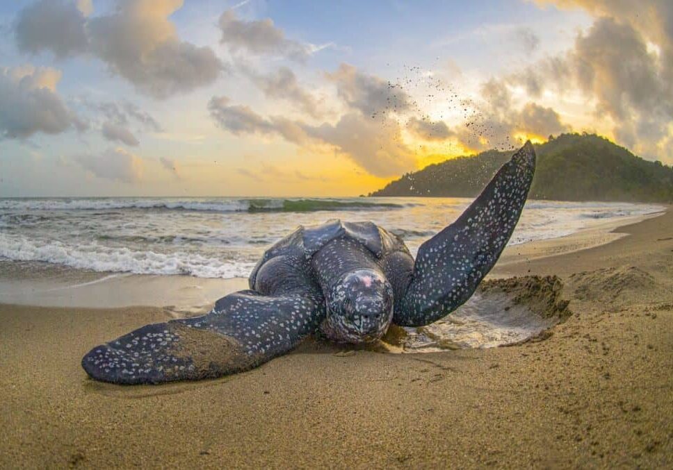 AQ4I0876LeatherbackSeaTurtleTrinidad2019edited Ben J. Hicks / benjhicks.com