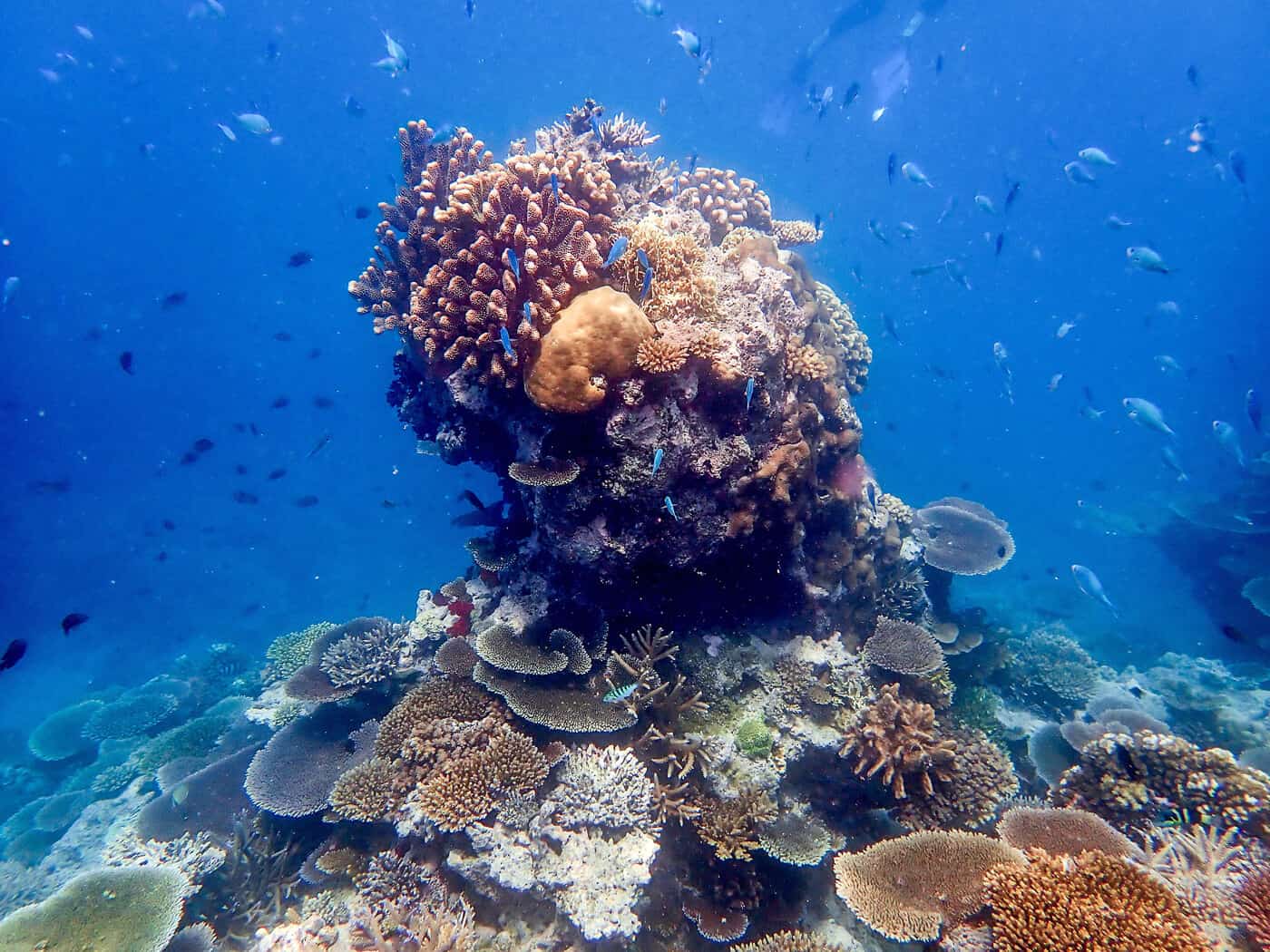 coral in Beqa Lagoon