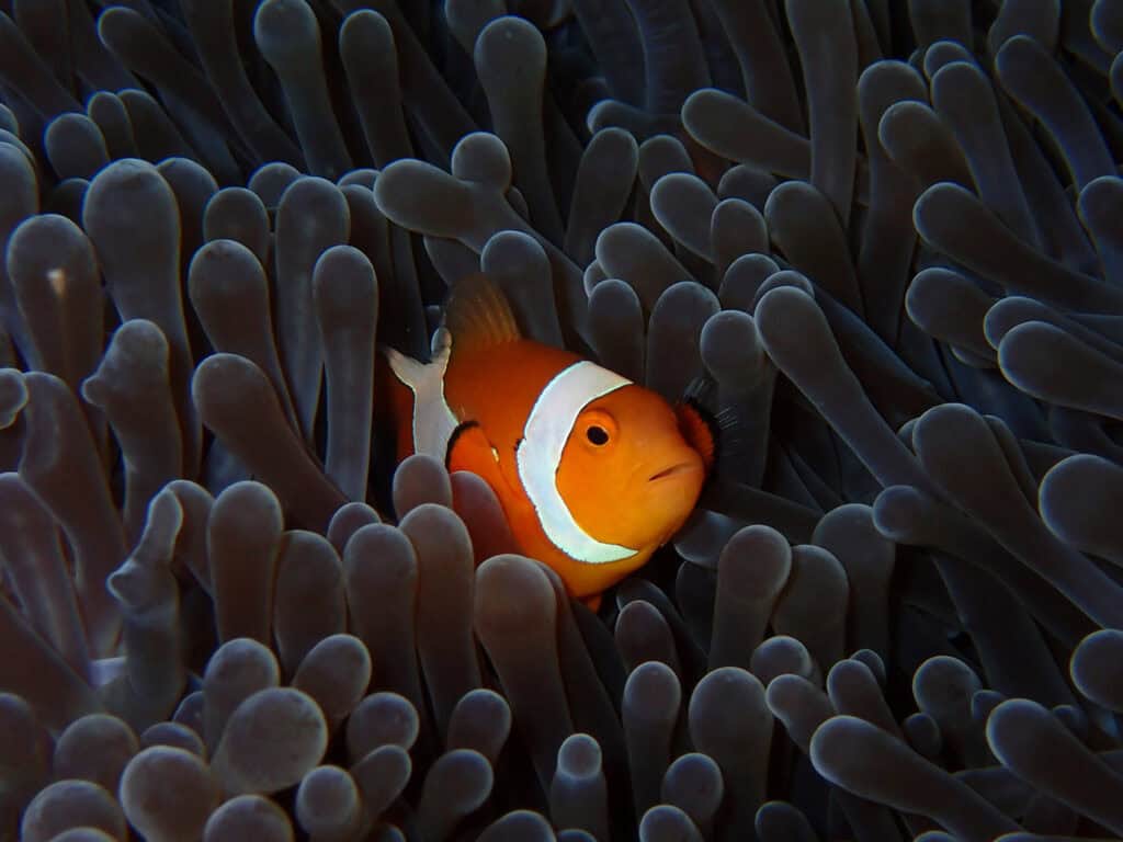 clownfish in Raja Ampat indonesia