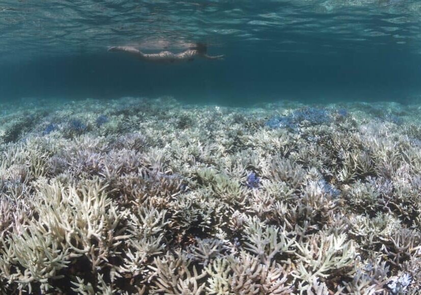 coral reefs and climate change