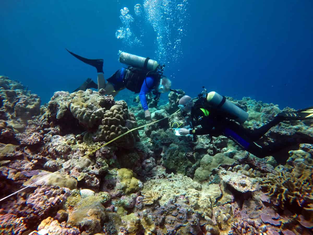 Scuba divers surveying coral in Palau