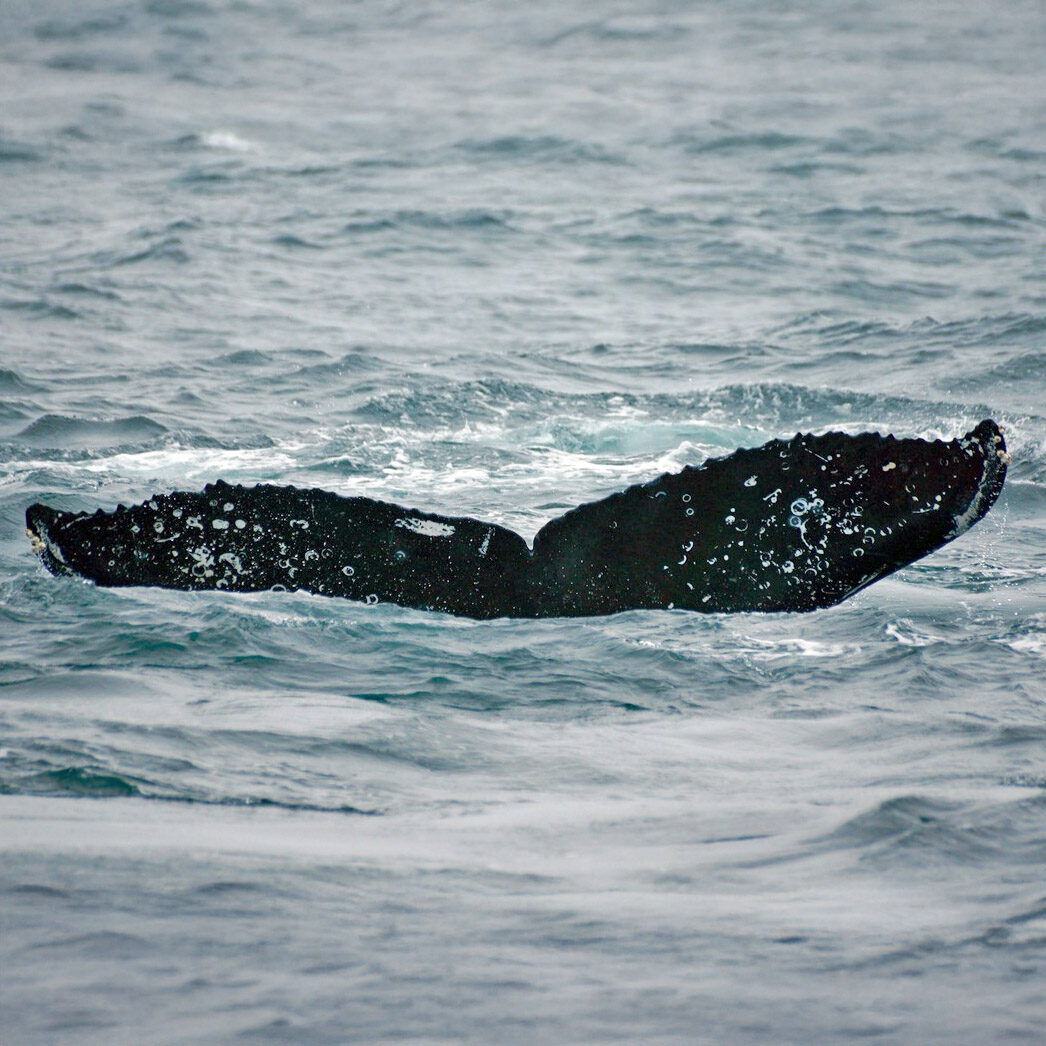 humpback whale flukes