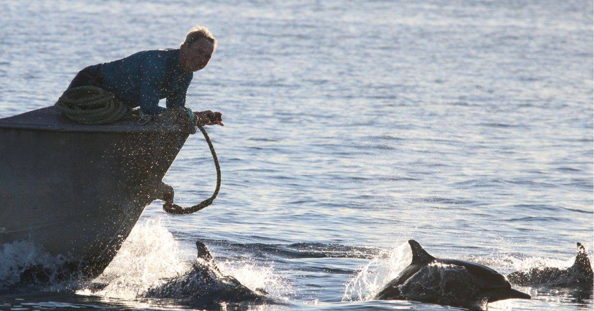 dolphins riding bow of Oceanic Society zodiak boat