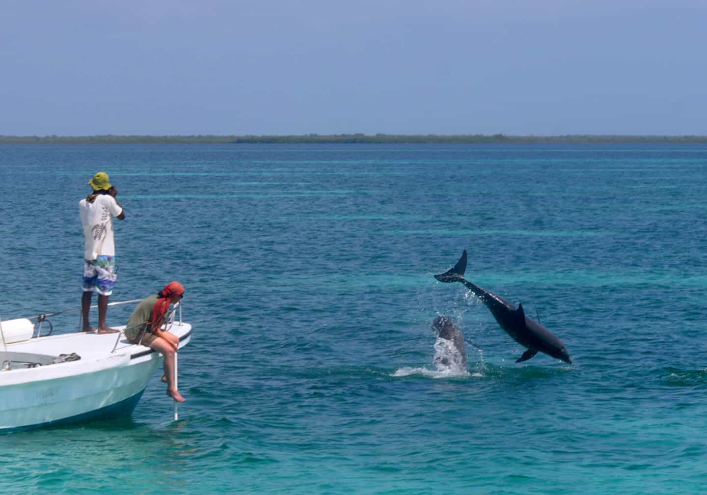 dolphin watching Belize