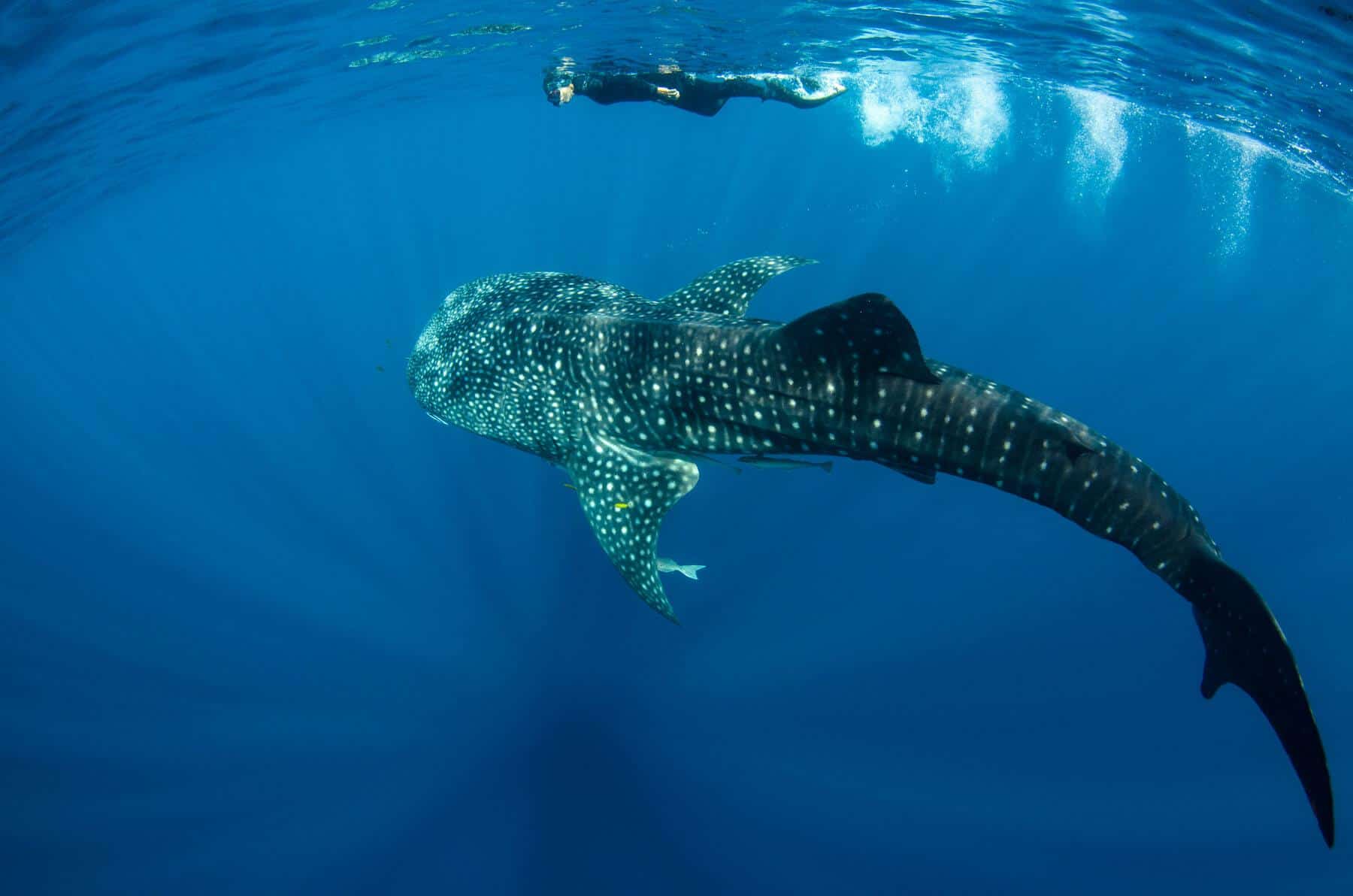 snorkeler with whale shark snorkeler with whale shark