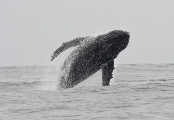 whale breaching in Farallons