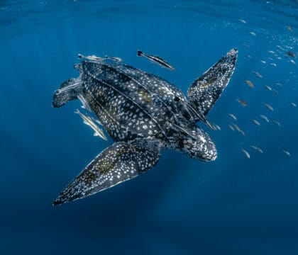 leatherback turtle swimming underwater