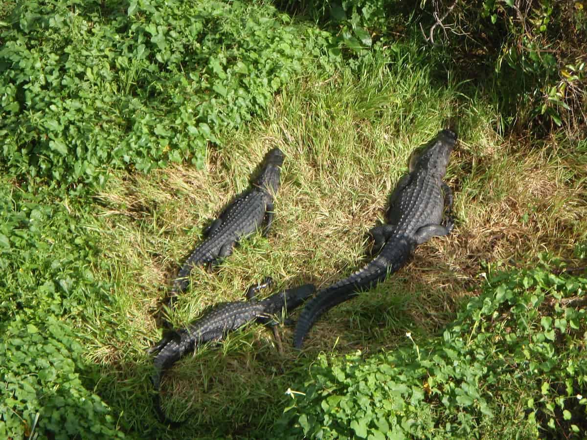 three alligators sunning in marsh grass