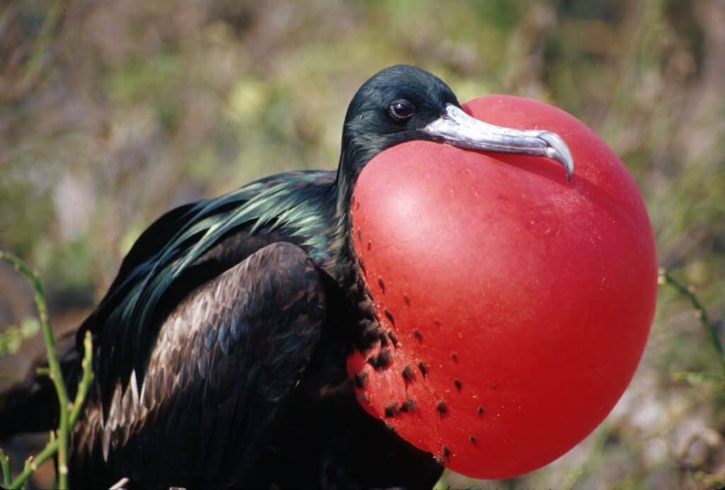 Male Frigatebird perched within a coastal mangrove in the Galápagos Islands, displaying its bright red throat pouch.