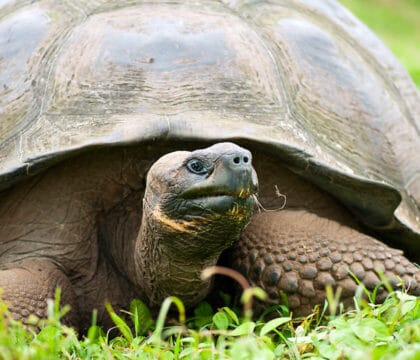 Galapagos tortoise