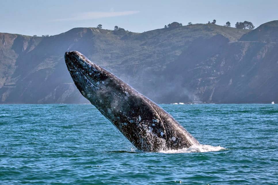 gray whale migration