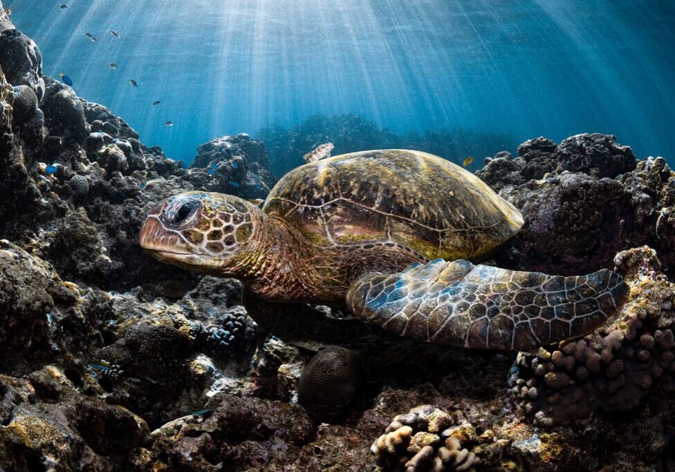 green-turtle-OceanImageBank_EmilieLedwidge_17 green sea turtle resting on coral reef