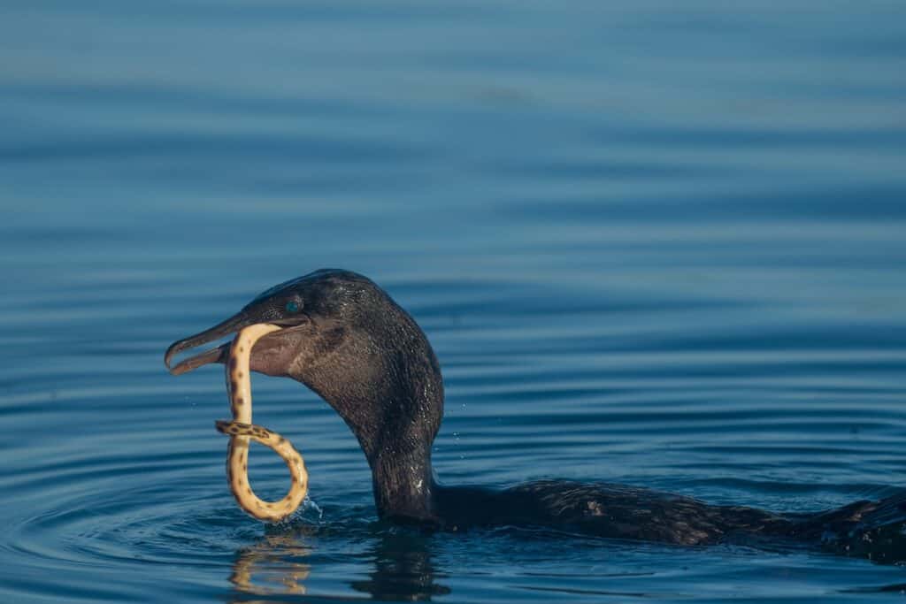 Flightless Cormorant in the water with food dangling from its mouth, showing its hunting success in the Galápagos Islands.