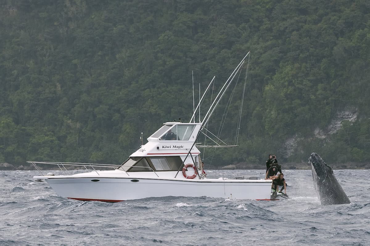 Humpback breach next to boat in Tonga