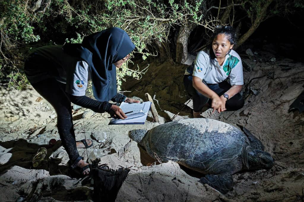 researchers with nesting green sea turtle in Indonesia