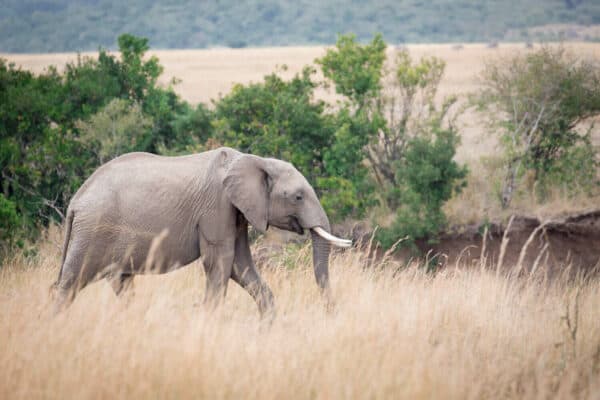 African elephant in Kenya