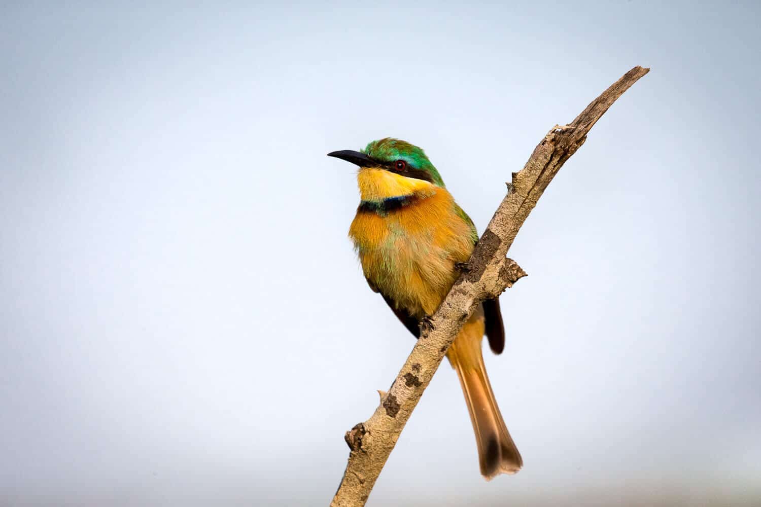 A Little Bee-eater bird