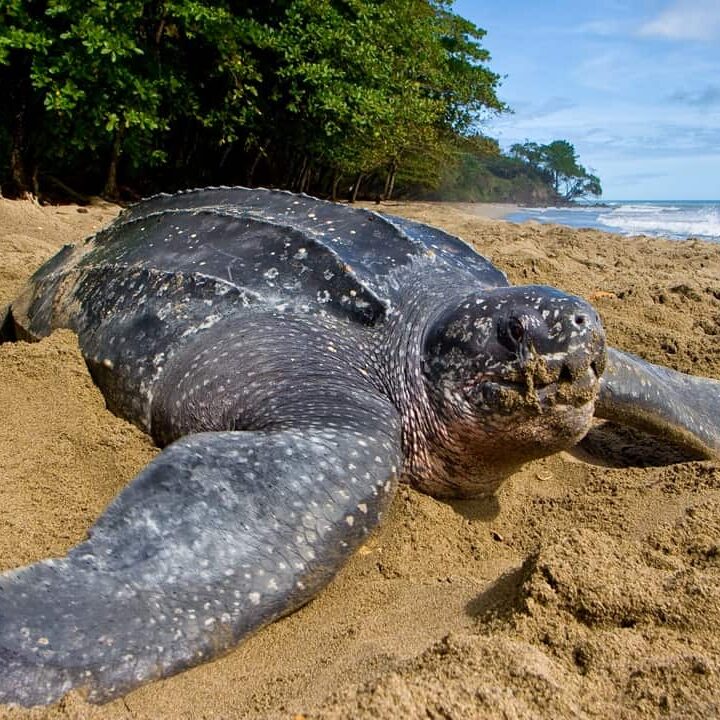 Leatherback Sea Turtle in Trinidad