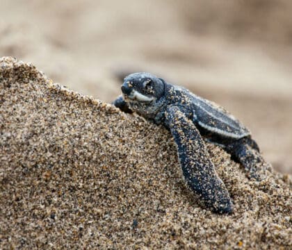 sea turtle volunteers help protect leatherback hatchlings