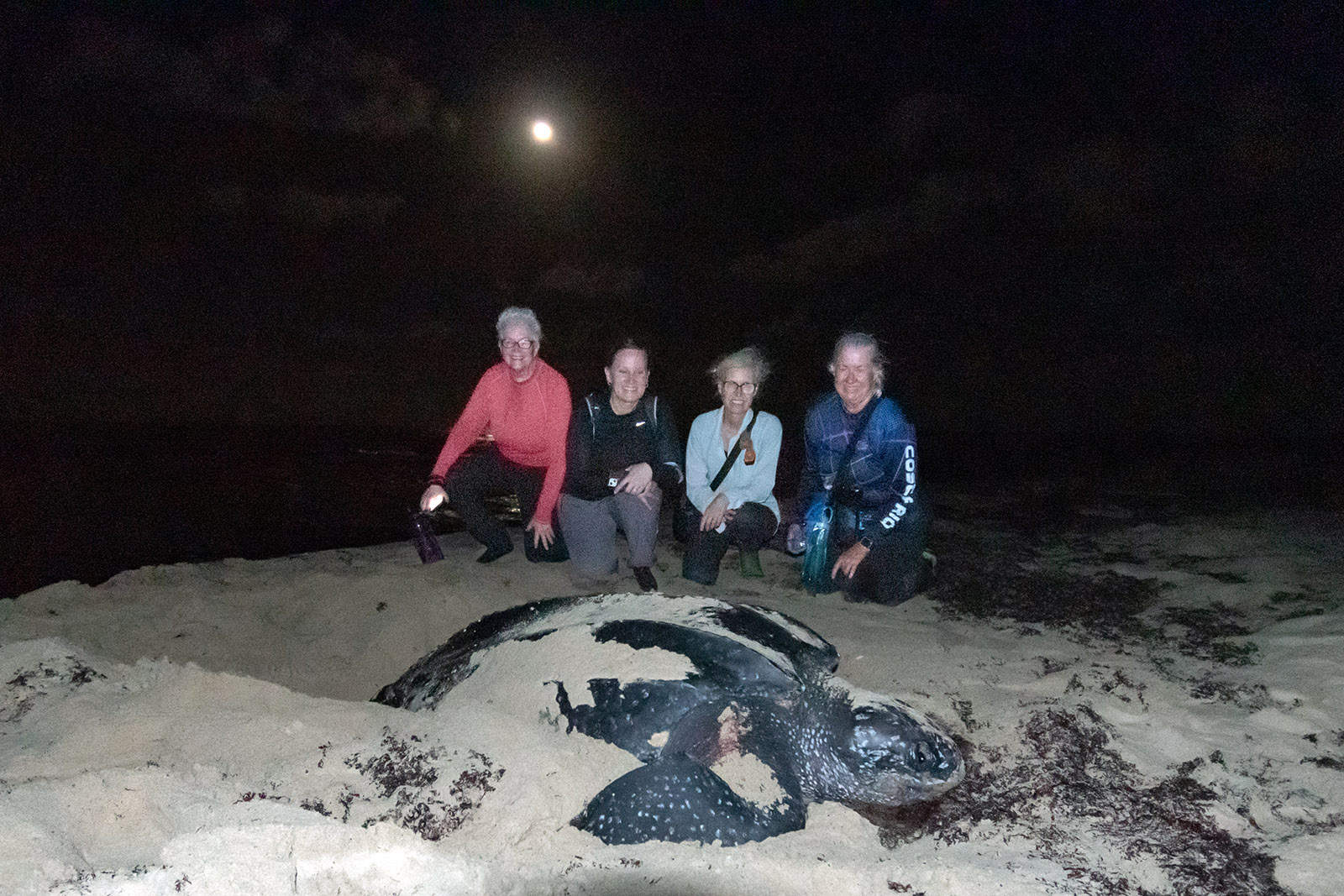 Through our travel programs we facilitated 2,112 volunteer hours for ocean research and conservation, including by the volunteers seen here with a leatherback turtle in Trinidad. © Ashleigh Bandimere