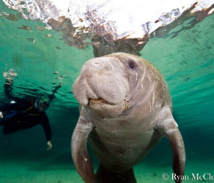 manatee crystal springs