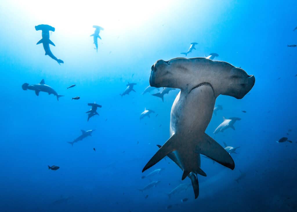 School of scalloped hammerhead sharks seen from below, swimming in the Galápagos waters, typically observed on dive trips.