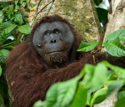 wild orangutan in Borneo