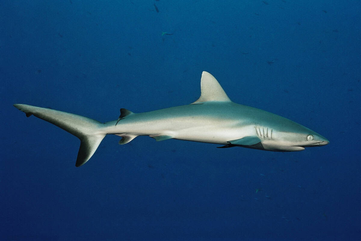 Lone shark swimming in open water