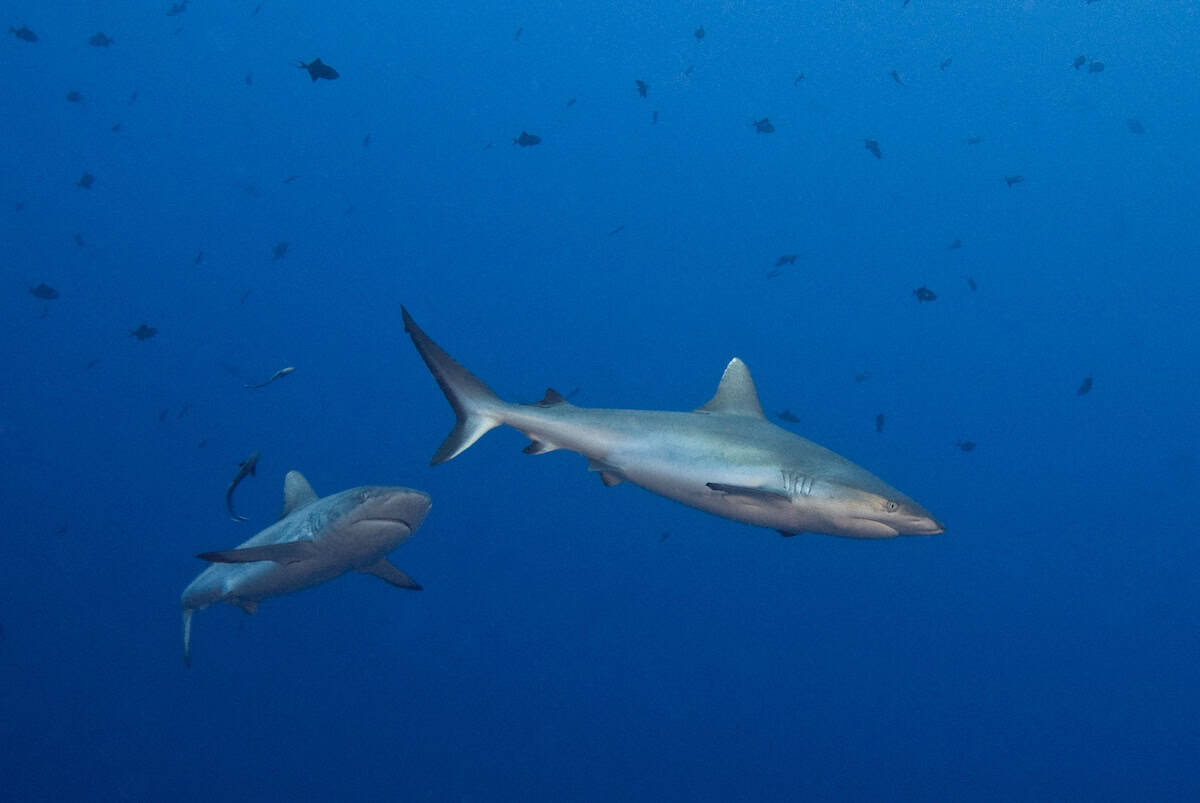 sharks swimming alongside eachother in Palau's dark blue water