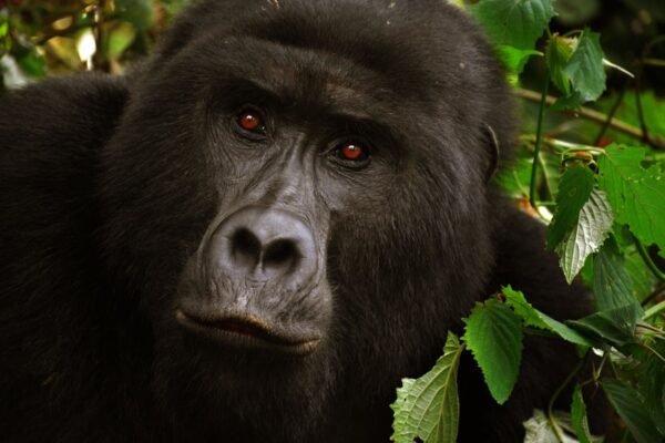 Close-up portrait of a majestic silverback mountain gorilla in Rwanda, with dark fur, intense amber eyes, and expressive face peering through dense green foliage in a misty rainforest habitat.