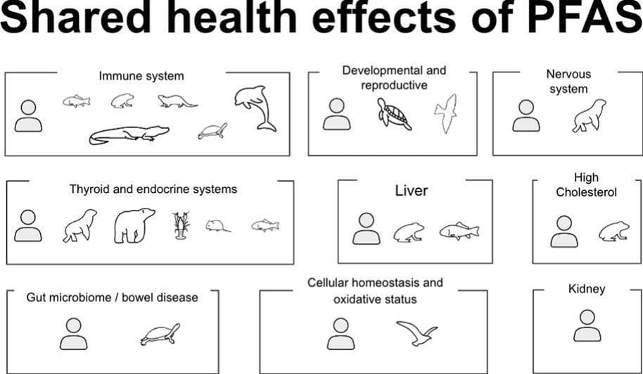 impacts of PFAS to wildlife