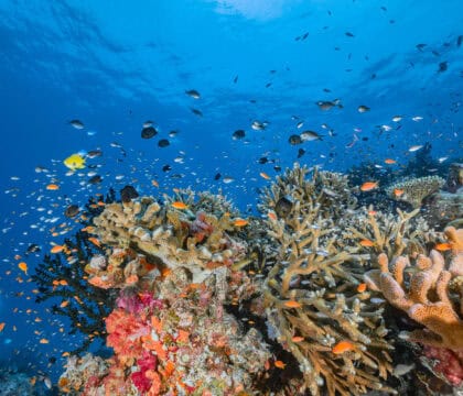 Rainbow Reef in Fiji