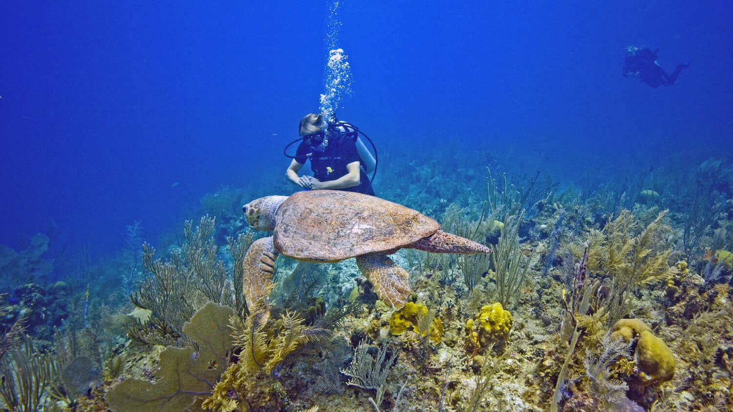 belize scuba diving sam potter