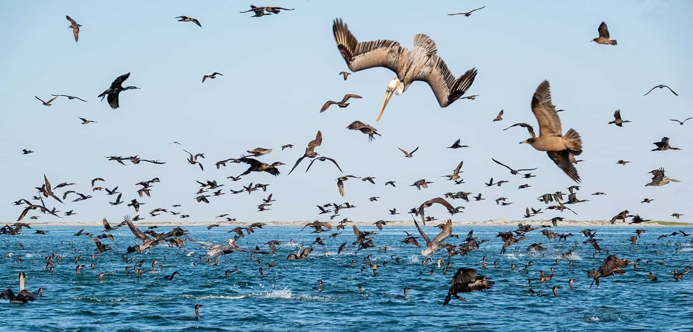 seabirds san ignacio lagoon