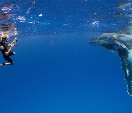 Tonga whale wildlife tour