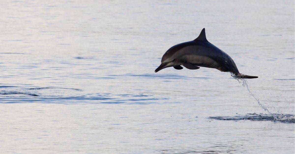 Spinner dolphin jumping out of water