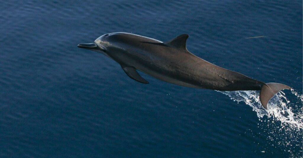 Spinner dolphin leaping out of water