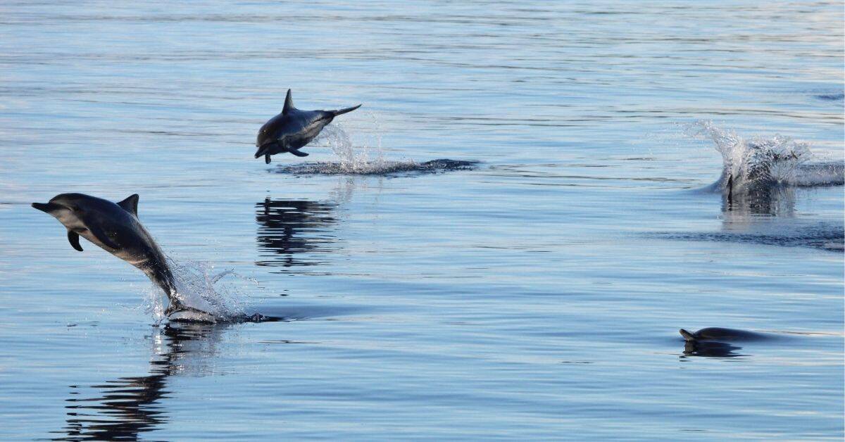 spinner dolphins jumping out of the water