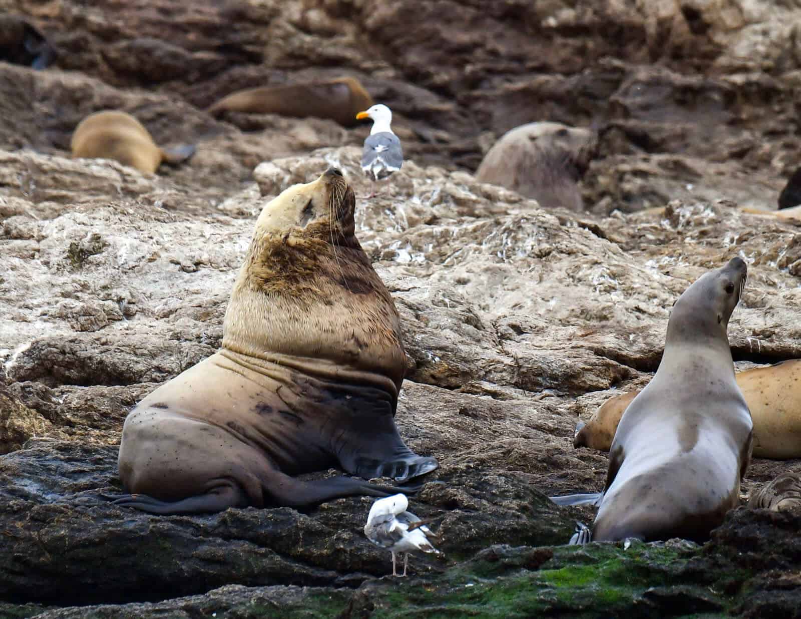 Steller sea lion