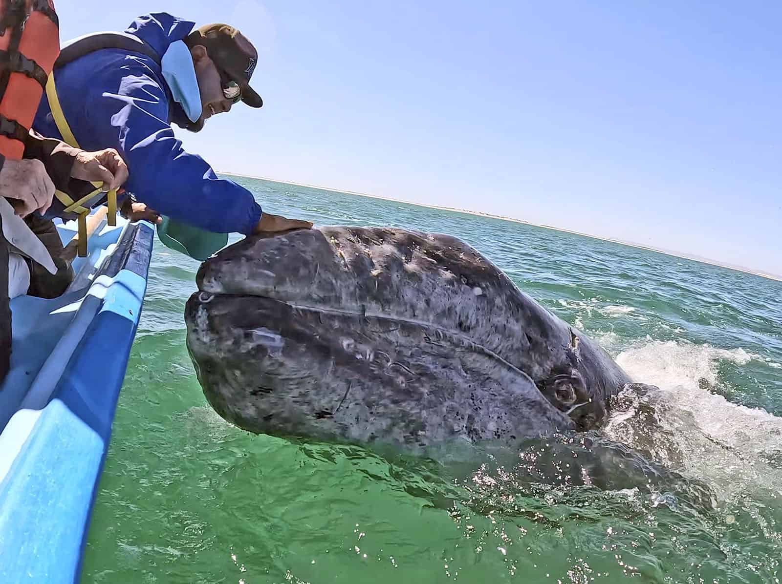friendly gray whale san ignacio lagoon