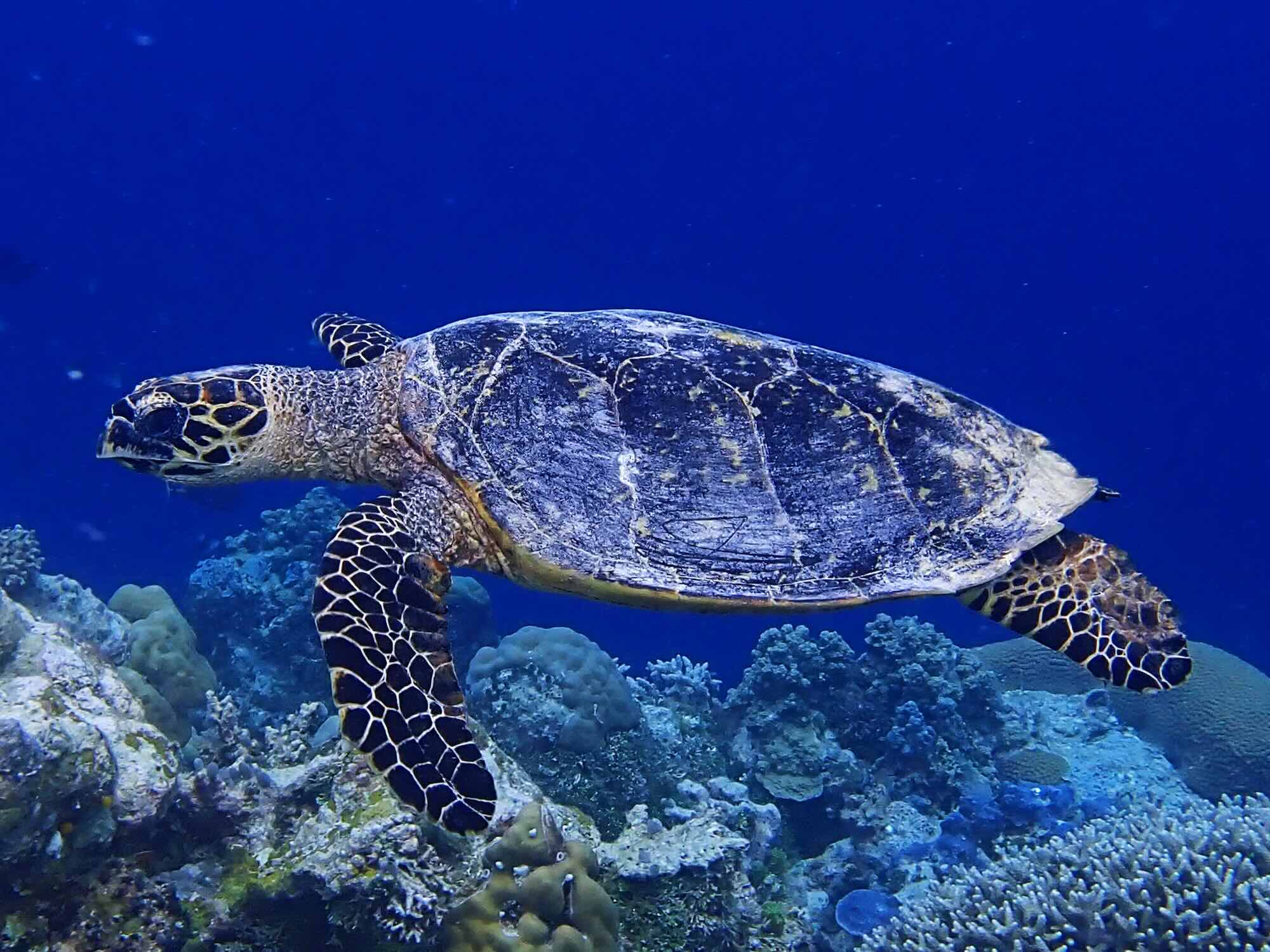 hawksbill sea turtle swimming in blue water above reef