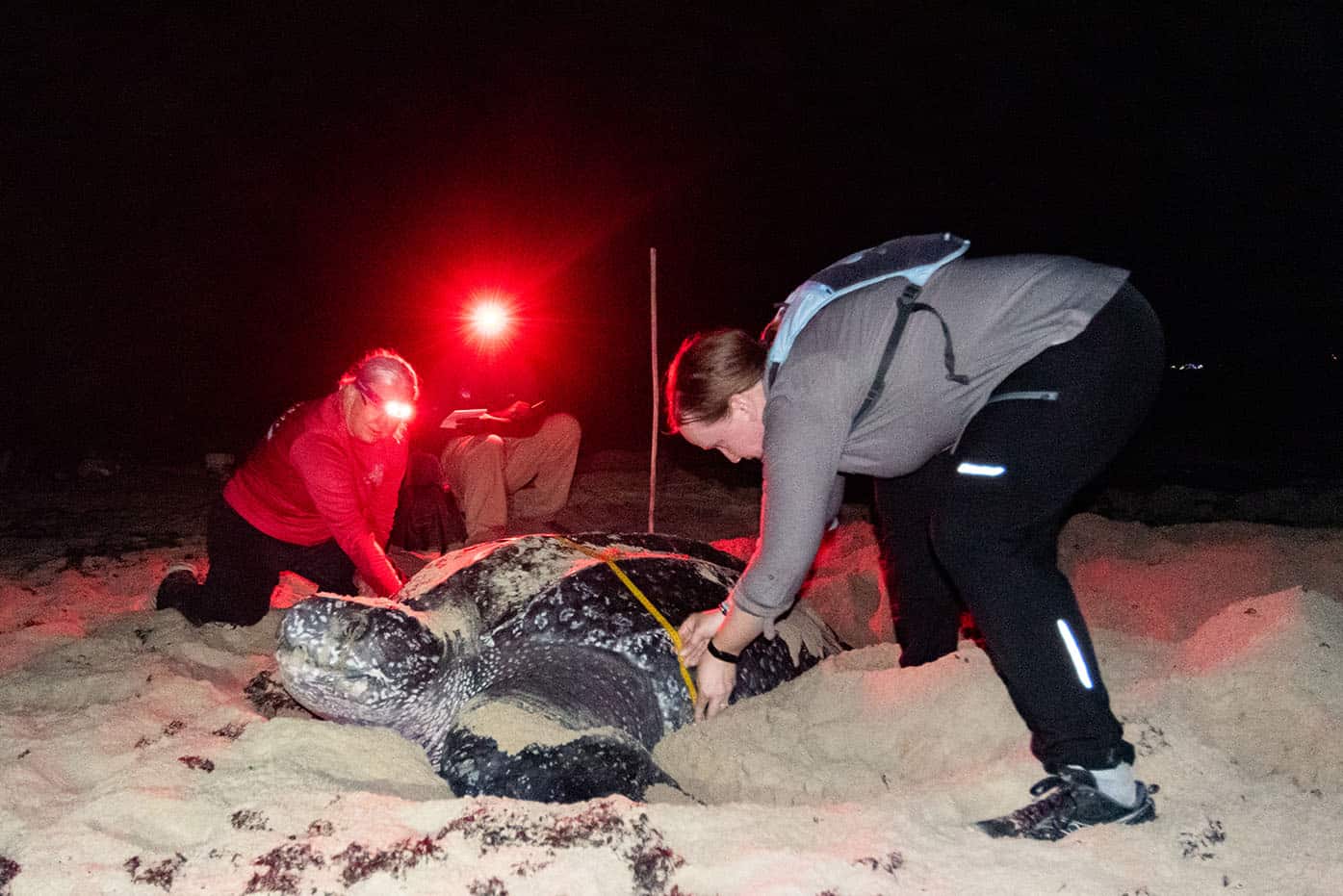 turtle volunteers collect data