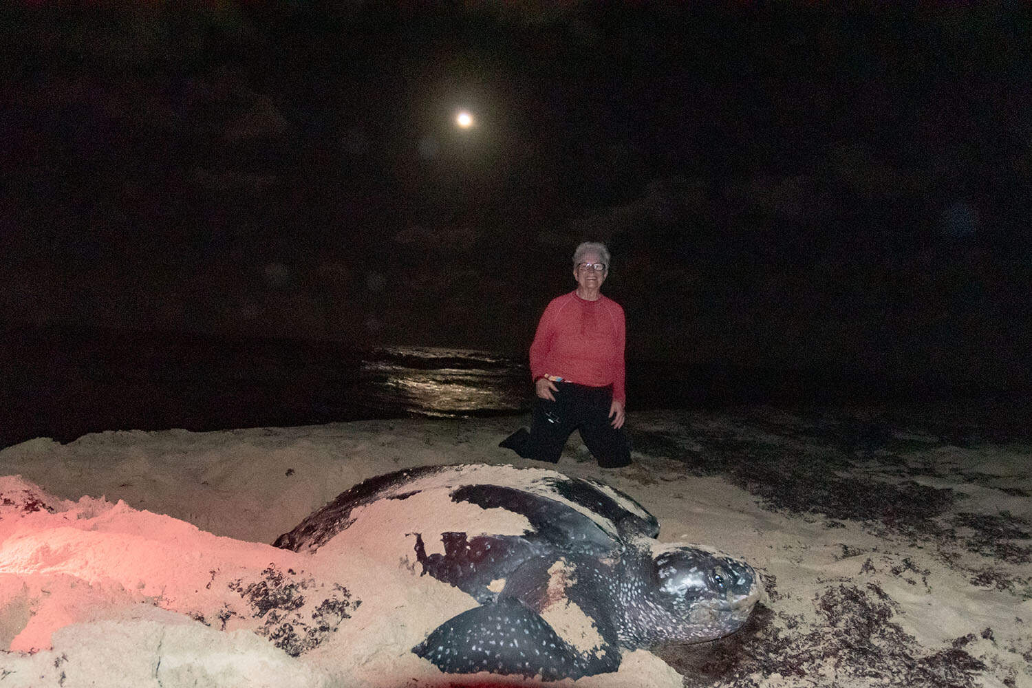 volunteer with sea turtle in Trinidad