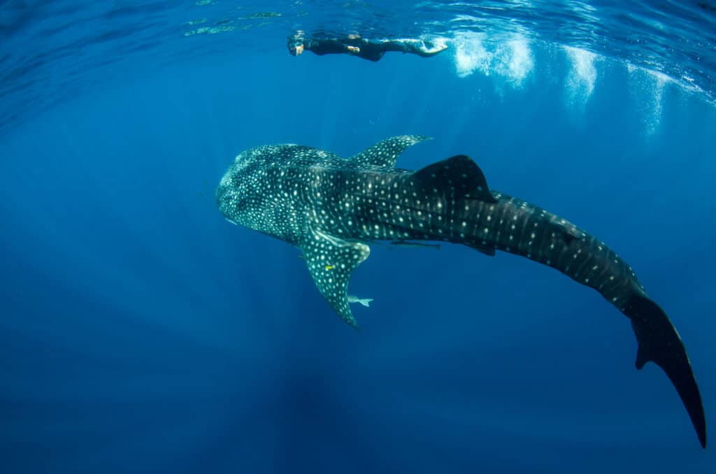snorkeler with a whale shark