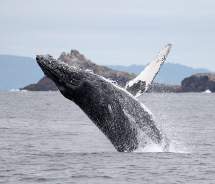 breaching humpback whale at Farallon Islands