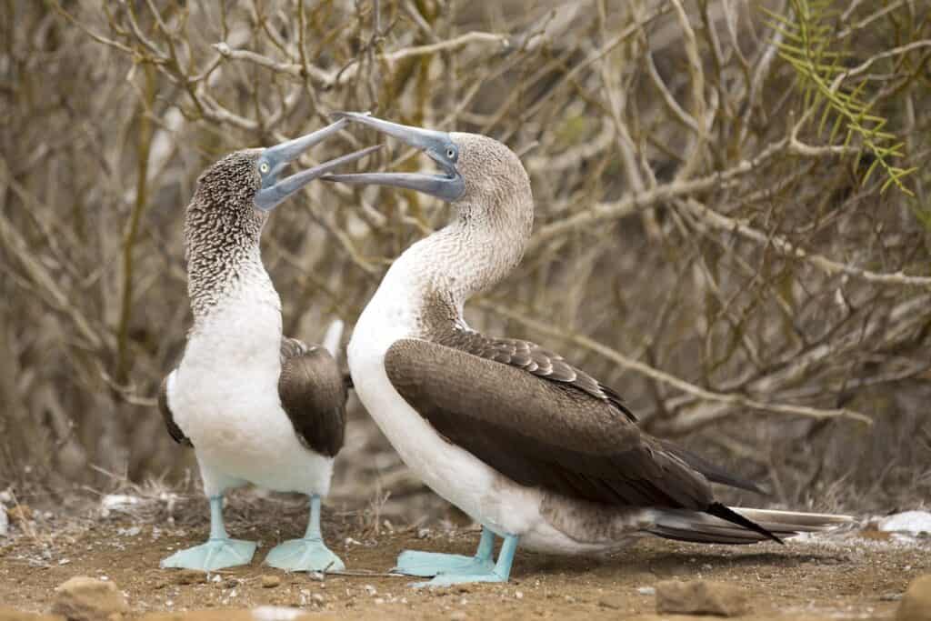 Two Blue-footed Boobies standing side by side on rocky ground in the Galápagos Islands, showing their vivid turquoise feet.