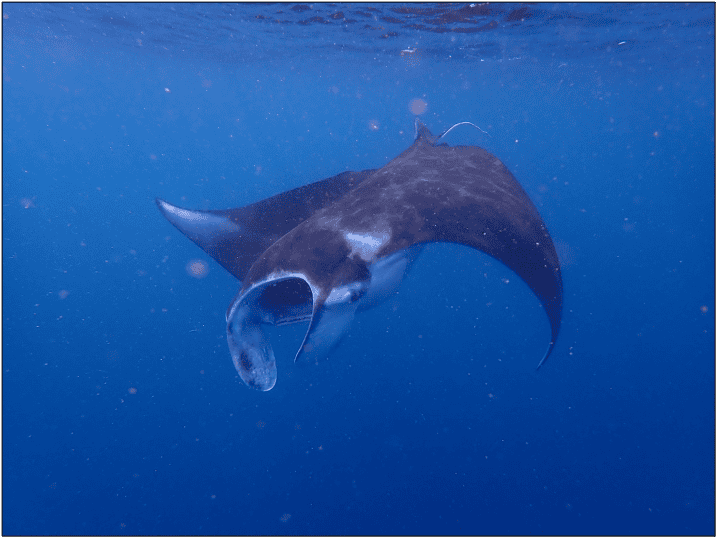 Reef manta ray in Raja Ampat Indonesia