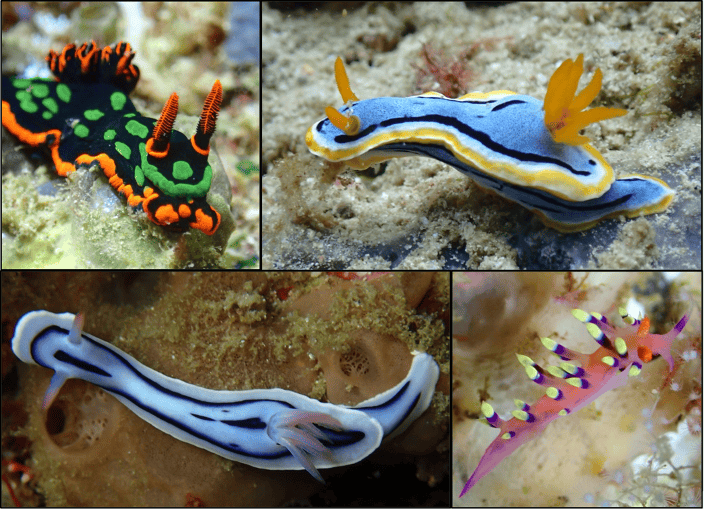 Nudibranchs in Raja Ampat